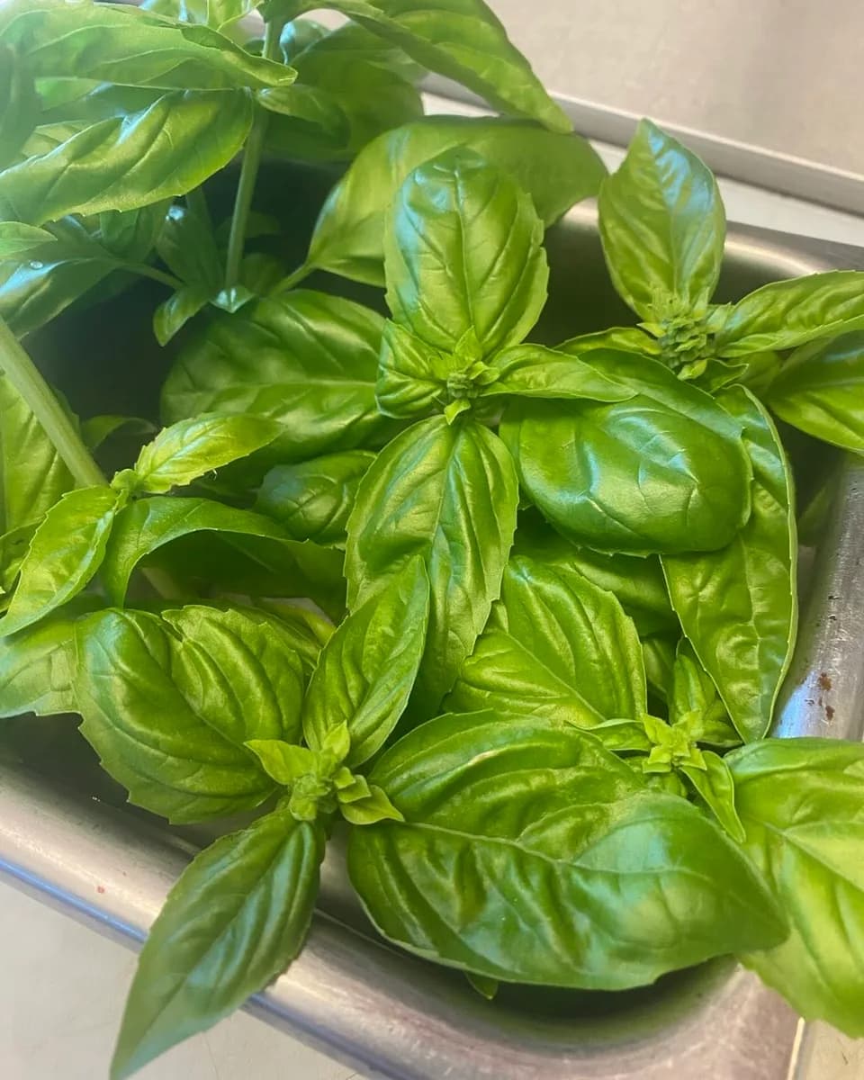 Le basilic frais de San Leone